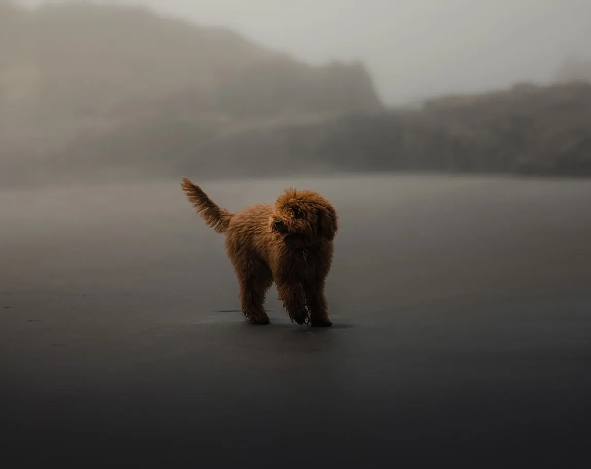 UTIs in puppies: symptoms