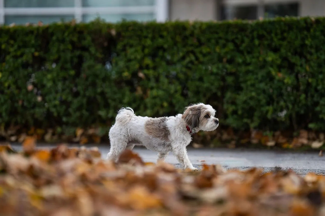 UTIs in puppies: treatments
