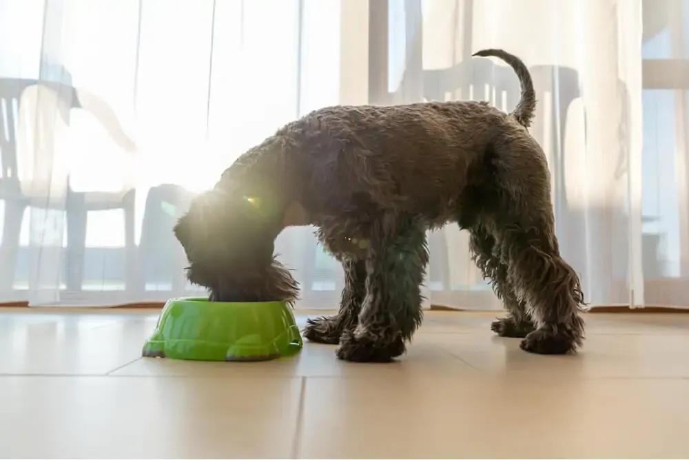 Various Affordable Dog Food Options