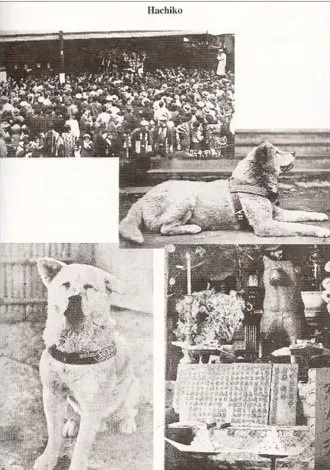 Various newspaper images illustrating the impact of Hachiko's story, a true dog loyalty narrative
