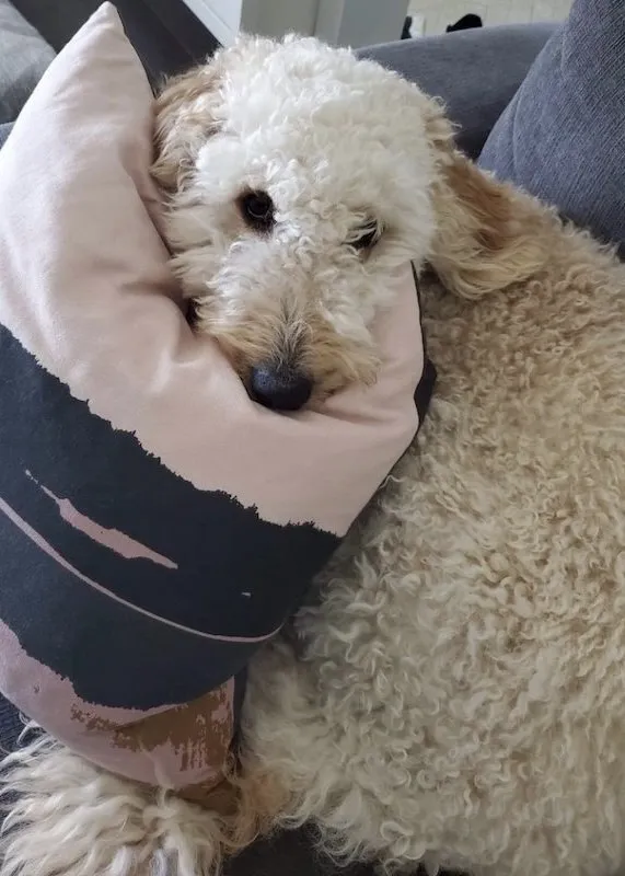 Venus as a adult Goldendoodle