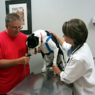 Veterinarian examining a dog with heartworms using medical imaging