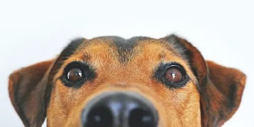 Veterinarian gently examining a dog at a leading animal medical centre in the north, symbolizing compassionate pet care.
