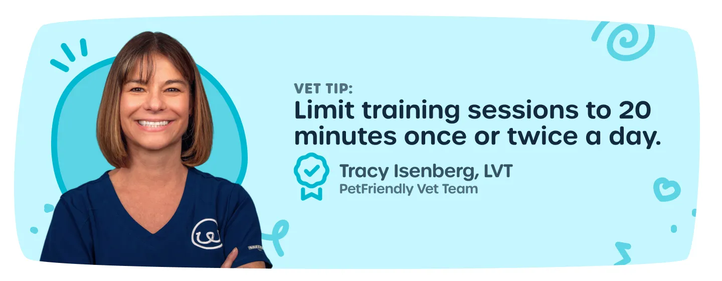 Veterinarian giving advice on consistent puppy training