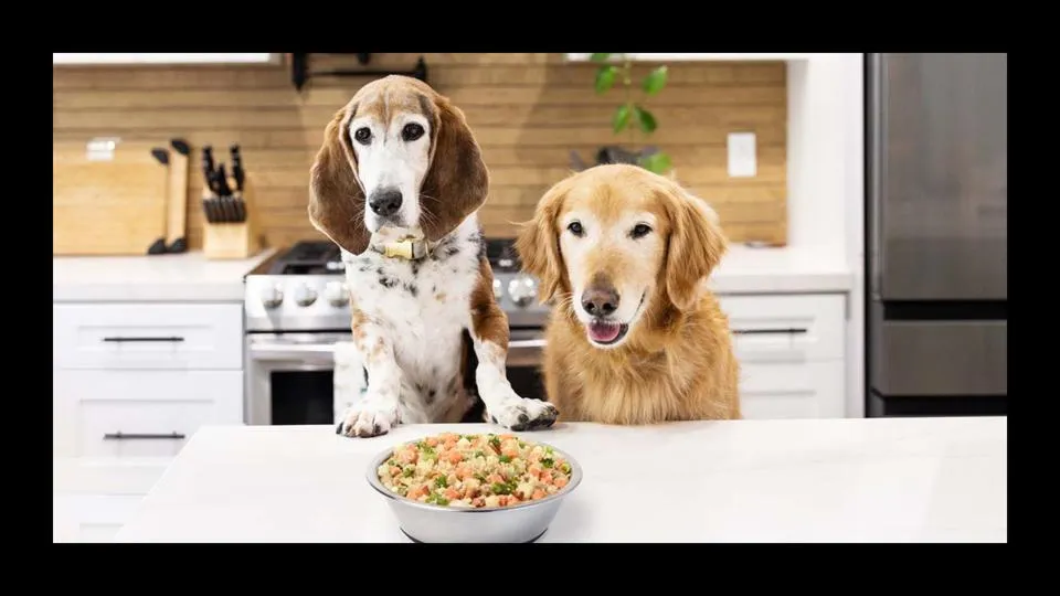 Veterinarian-recommended healthy dog food for sensitive stomachs graphic