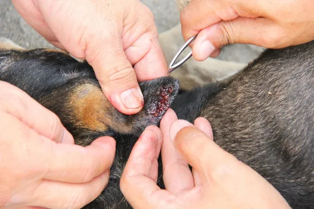 Veterinarians removing ticks from a dog's ear with tweezers