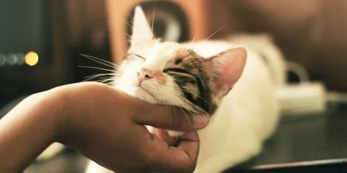 Veterinary staff with a cat