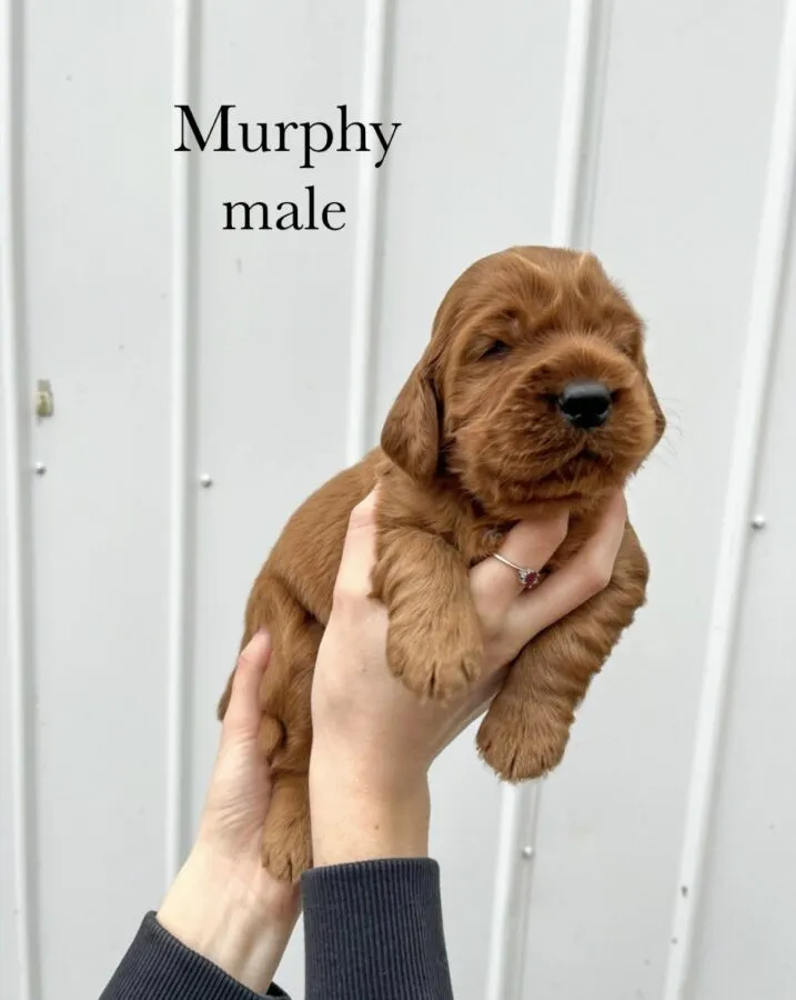 Vibrant red Irish Setter demonstrating strong hunting instincts in a natural environment.