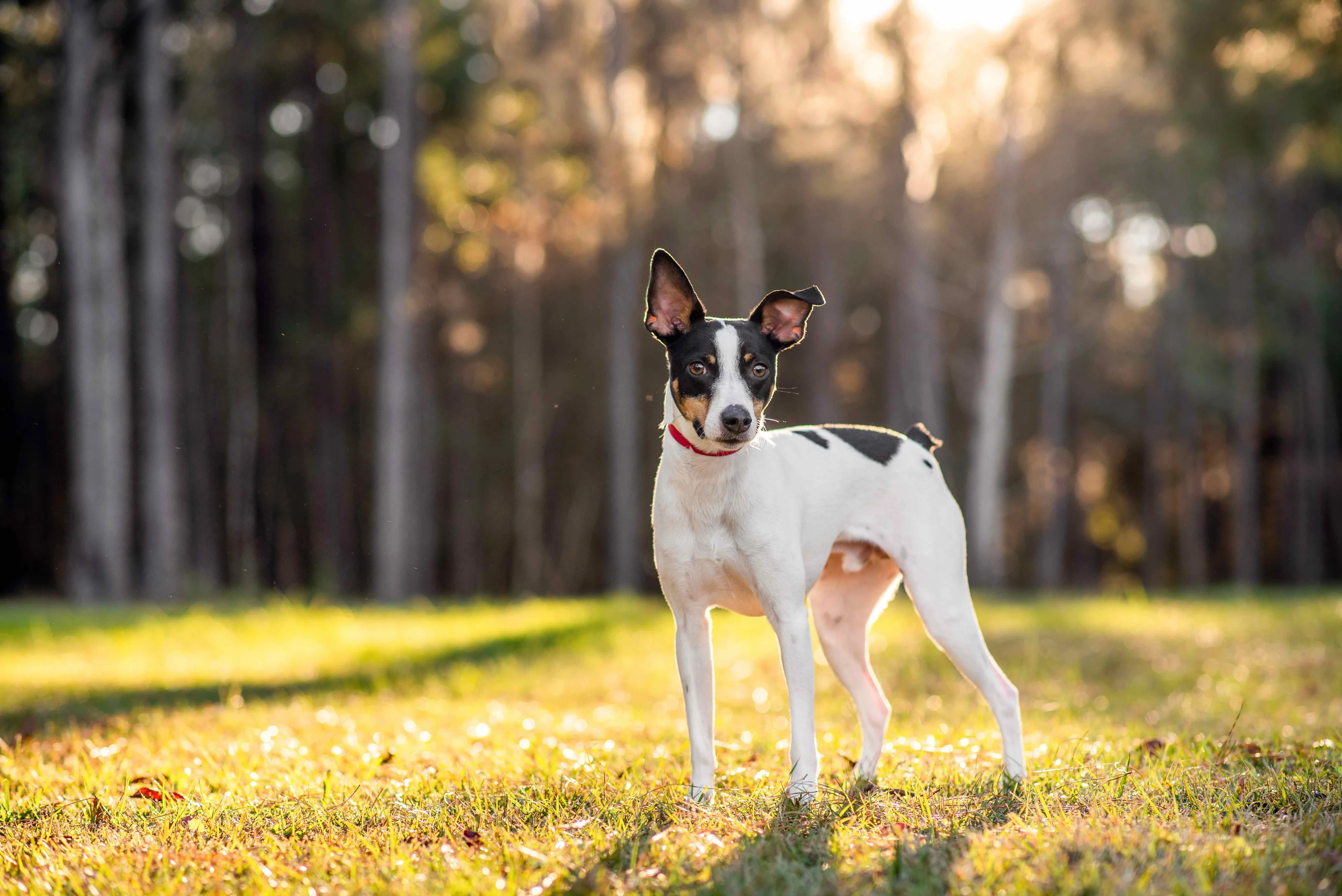 Vibrant tricolor Rat Terrier standing confidently outdoors