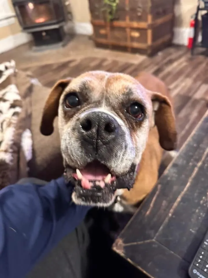 Virginia, an 8-year-old happy female Boxer from Denver, CO, who is sweet, gentle, and loves couch snuggles