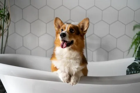 Washing a pet dog at home