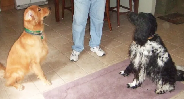 Web Image: Baxter and Harley2
