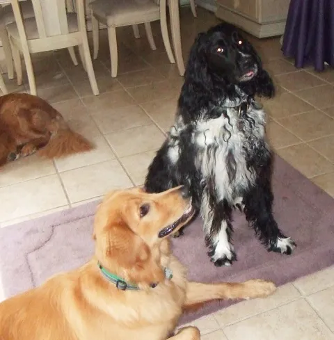 Web Image: Baxter and Harley3