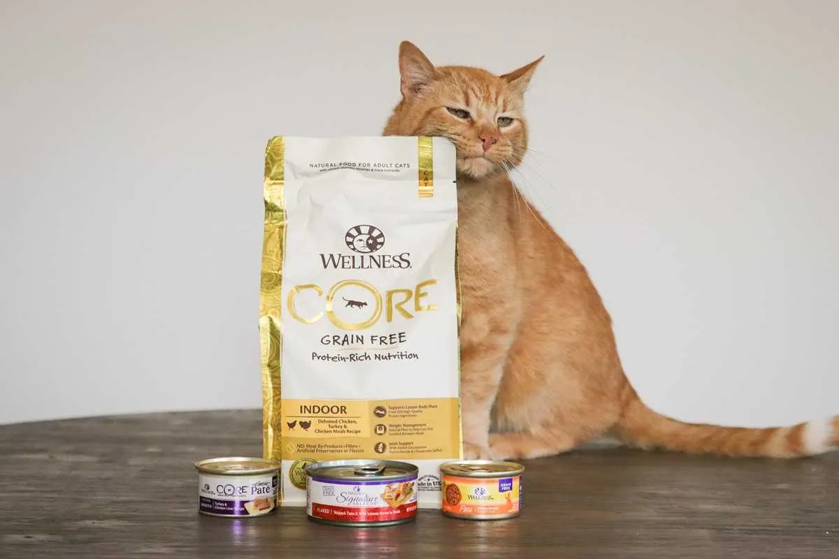 Wellness cat food products arranged in a neat display with a cat looking on curiously