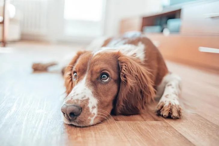 Welsh Springer Spaniel laying down at home