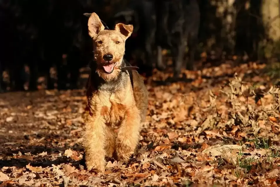 Welsh Terrier standing alert