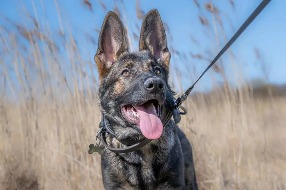 West German Shepherd standing alert outdoors