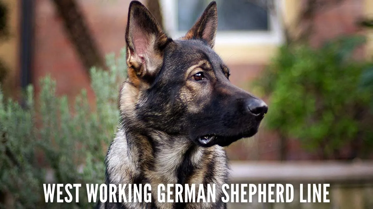 West German Working Line German Shepherd Dog