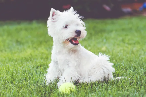 west highland terrier