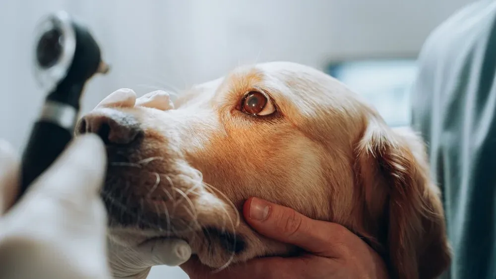 What are the Best Foods for Dog