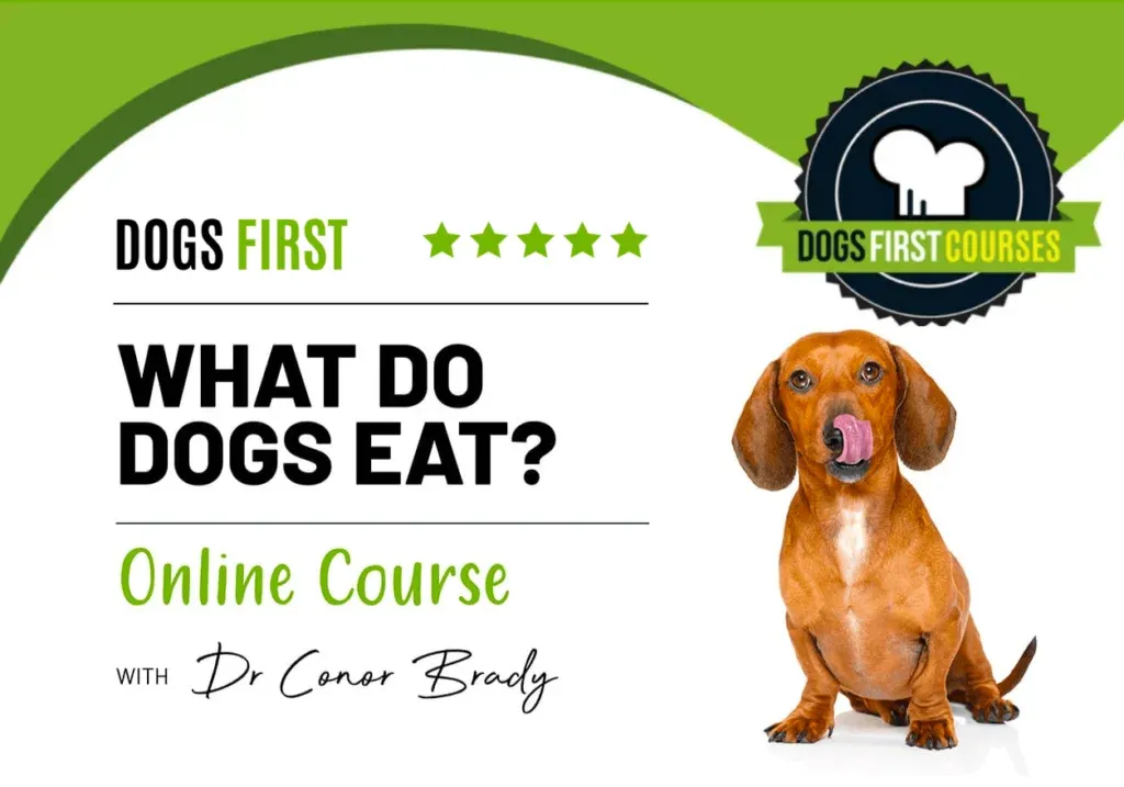 What do dogs eat