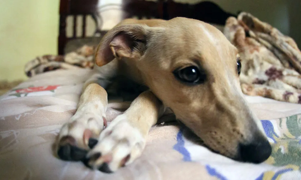 Whippet photo by Sergio Souza on Pexels