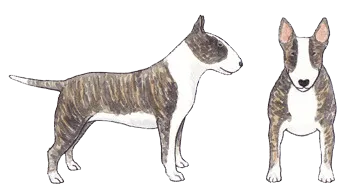 White Bull Terrier profile