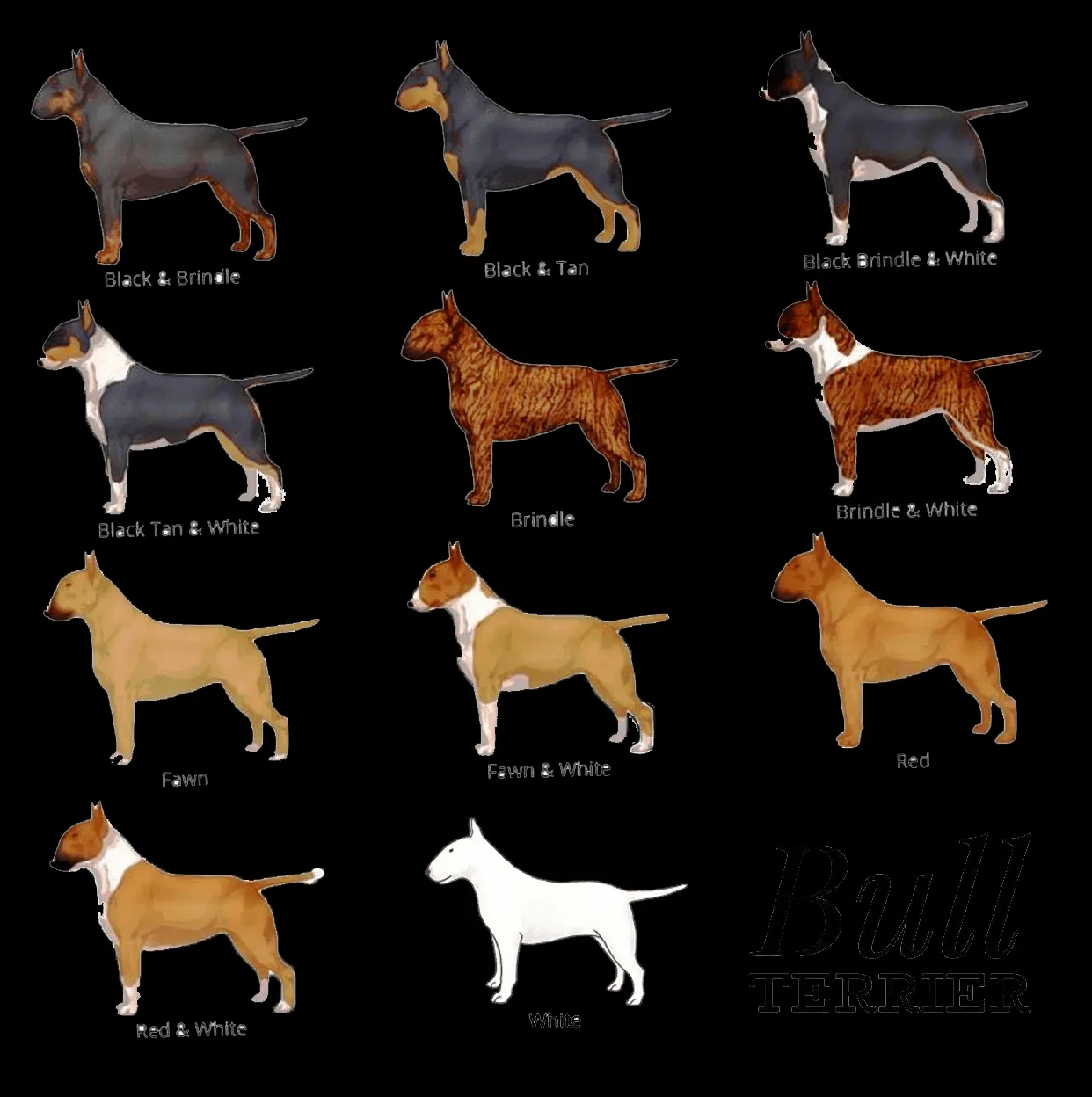 White Bull Terrier with subtle head markings