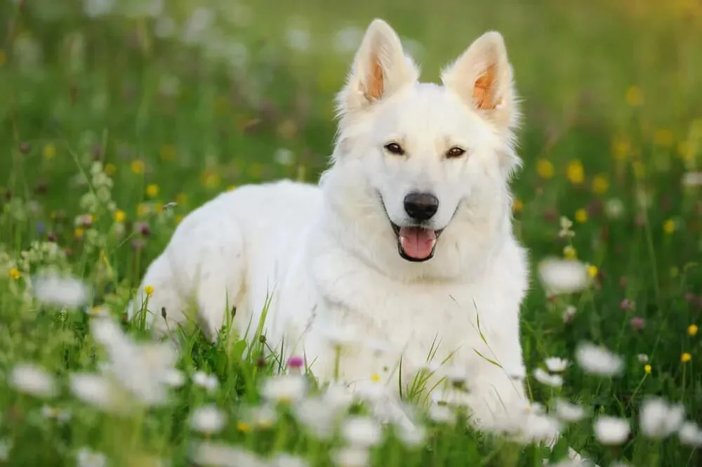 White German Shepherd