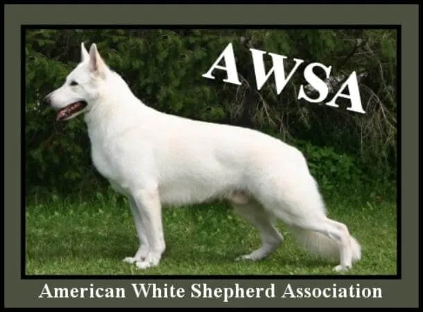 White Shepherd dog representative of AWSA