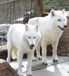 White Wolf Hybrid Puppy
