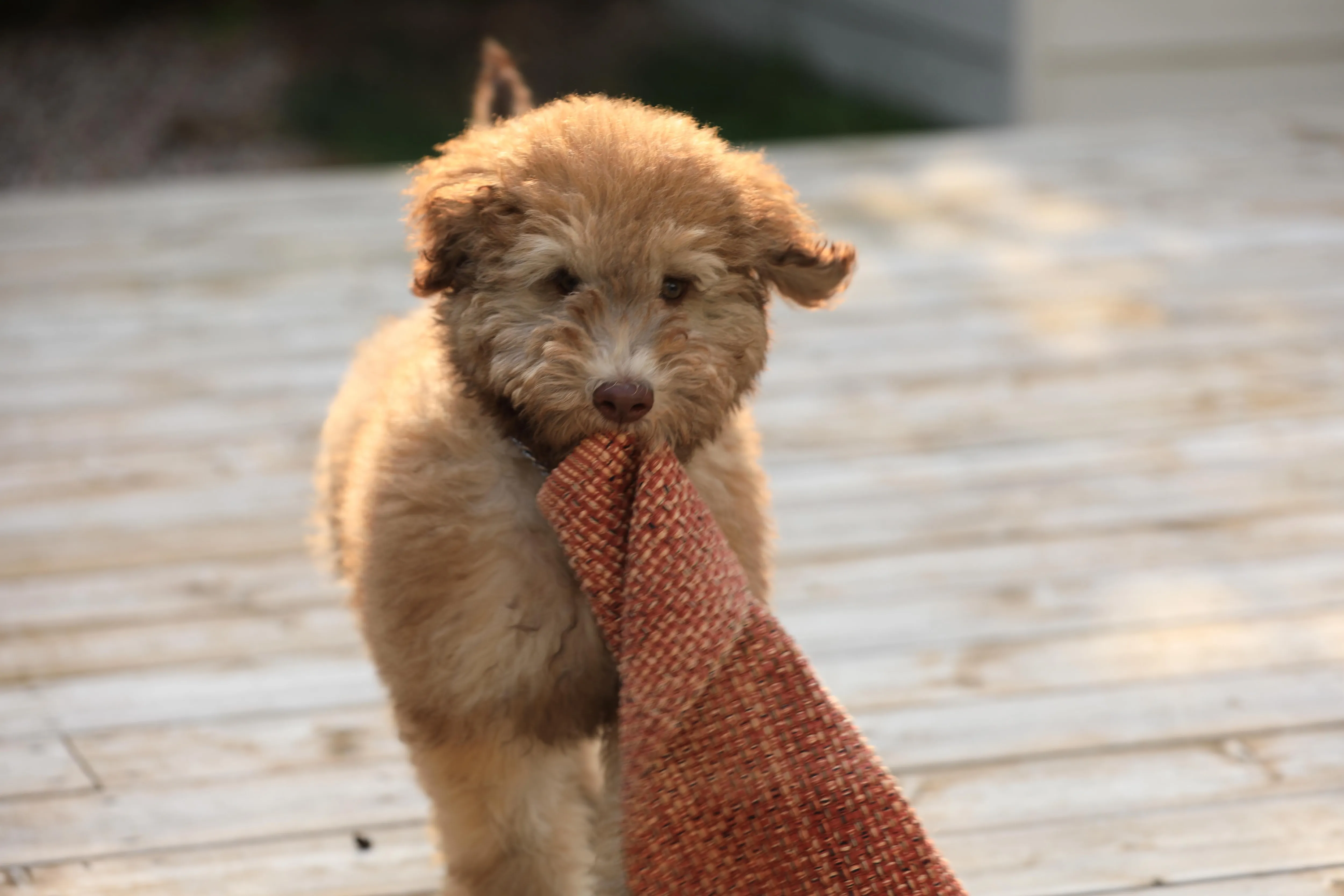 Whoodle puppy dragging a washcloth