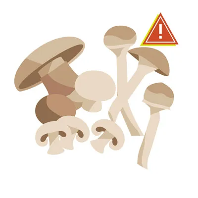 Wild mushrooms in a forest, advising caution as many varieties are toxic to dogs.