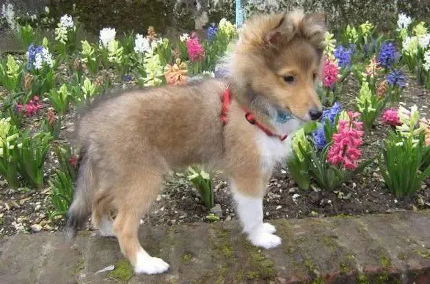 Woody got bigger! Here he is at 12 weeks, strutting on his own homemade runway.