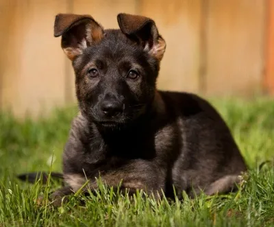 Working line German Shepherd puppy attentively looking up.