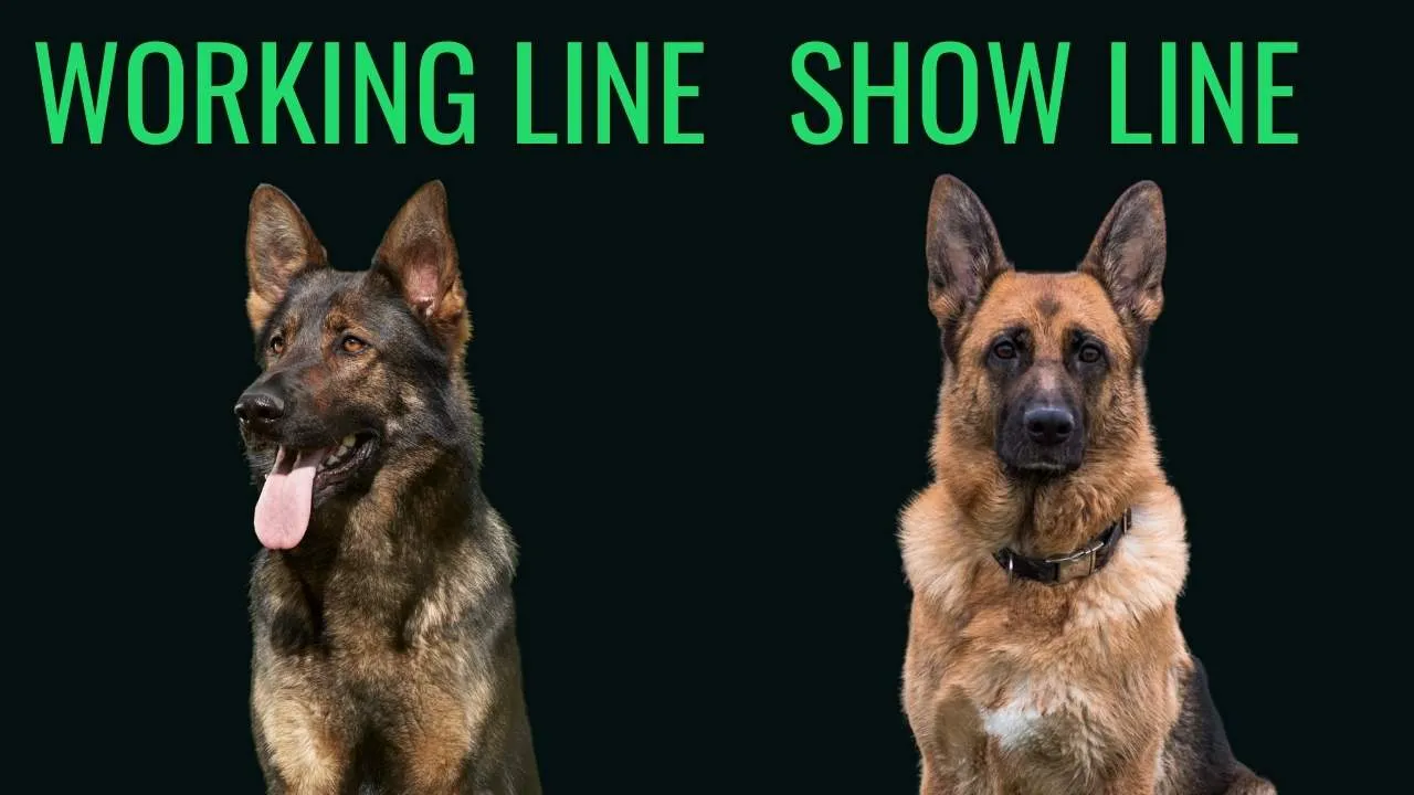 Working line vs show line German Shepherd