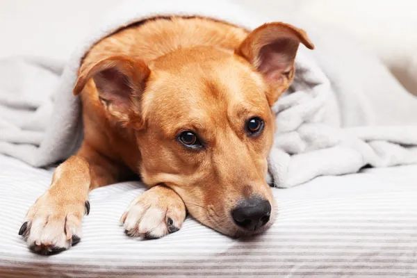 Worms and parasites in dogs infographic