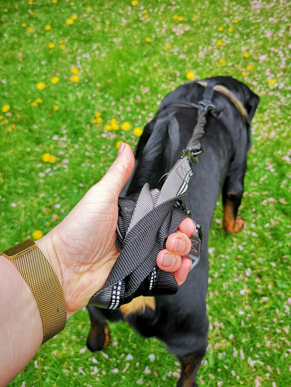 Wrapping the HALTI Double-Ended Lead around the hand.