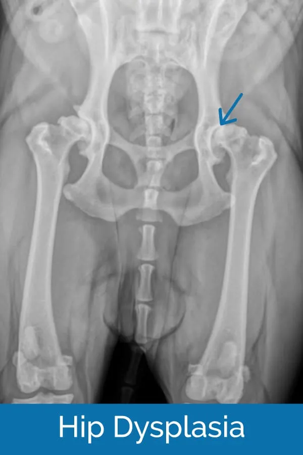 X-ray showing hip dysplasia in dog
