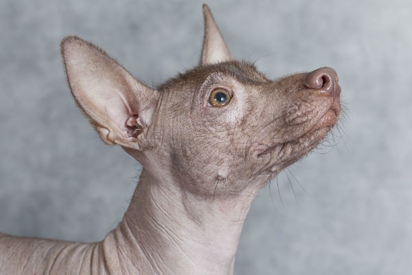 Xoloitzcuintli, a hairless breed, showcasing its smooth skin and unique appearance.