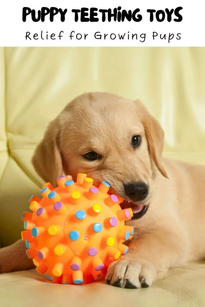 Yellow lab puppy chewing on an orange teething toy