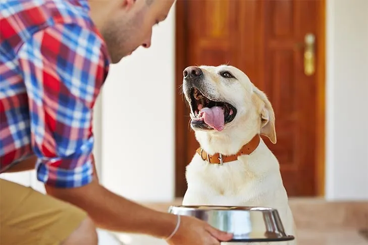 Yellow Labrador Retriever looking happy next to its owner and a bowl of healthy dog food.