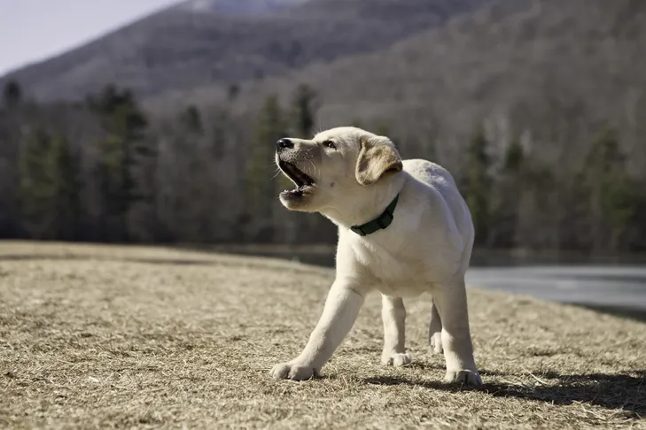 Yellow Labrador retriever puppy barking outdoors.
