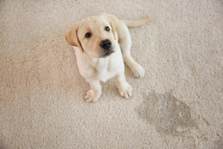 Yellow Labrador Retriever Puppy Near Pee Accident on Carpet