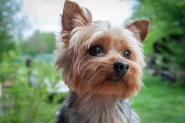 yorkie