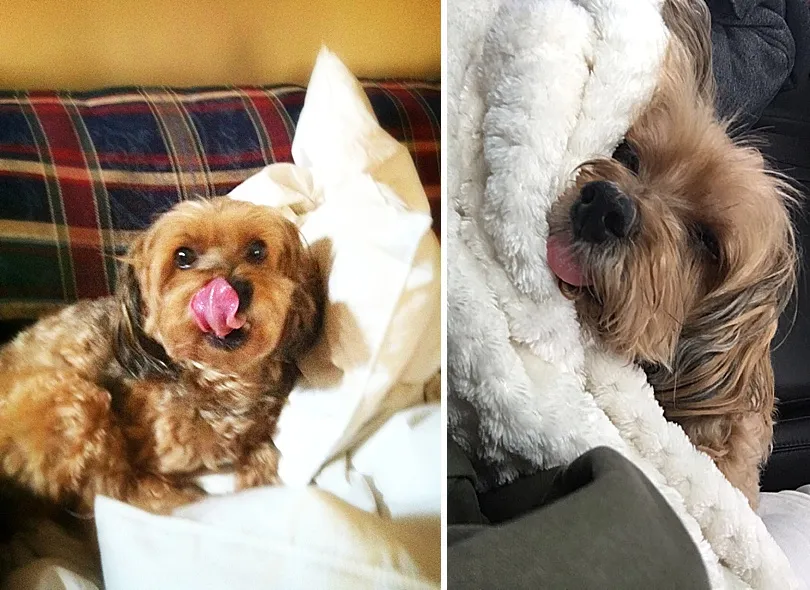 Yorkiepoo, Sophie, after a professional grooming session, looking neat and well-maintained.