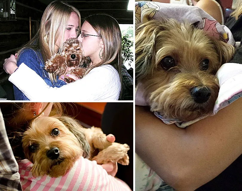 Yorkiepoo, Sophie, receiving abundant attention and affection from a family member, looking very comfortable.