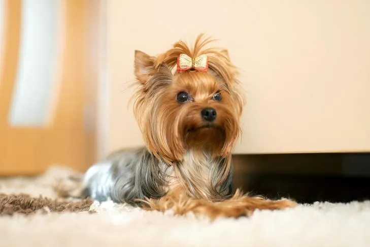 Yorkshire Terrier laying down indoors.