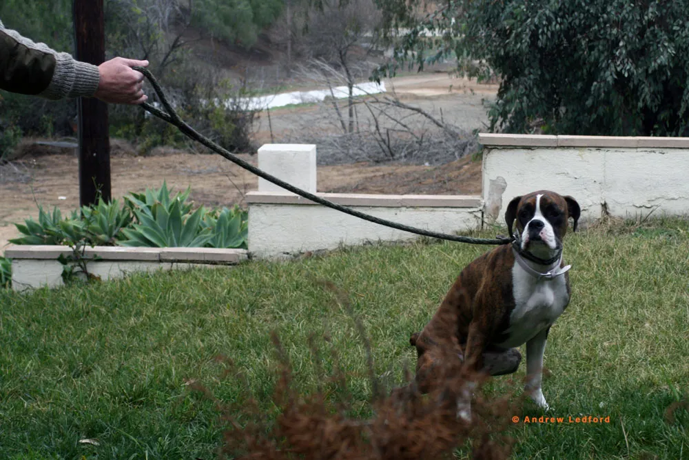 Young Boxer dog being potty trained on command in the yard.