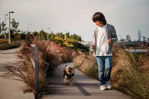Young boy walking a small dog on a leash
